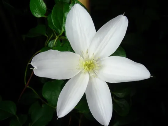 Henryi Clematis (Clematis 'Henryi') — reaching heights of 10 to 12 feet and spreading up to 4 feet when given suitable support such as trellises
