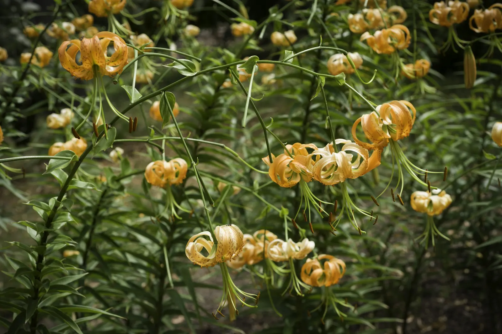 Henryi Clematis (Clematis 'Henryi') — When designing a landscape; creamy-white flowers that can reach up to 8 inches in diameter, image 61