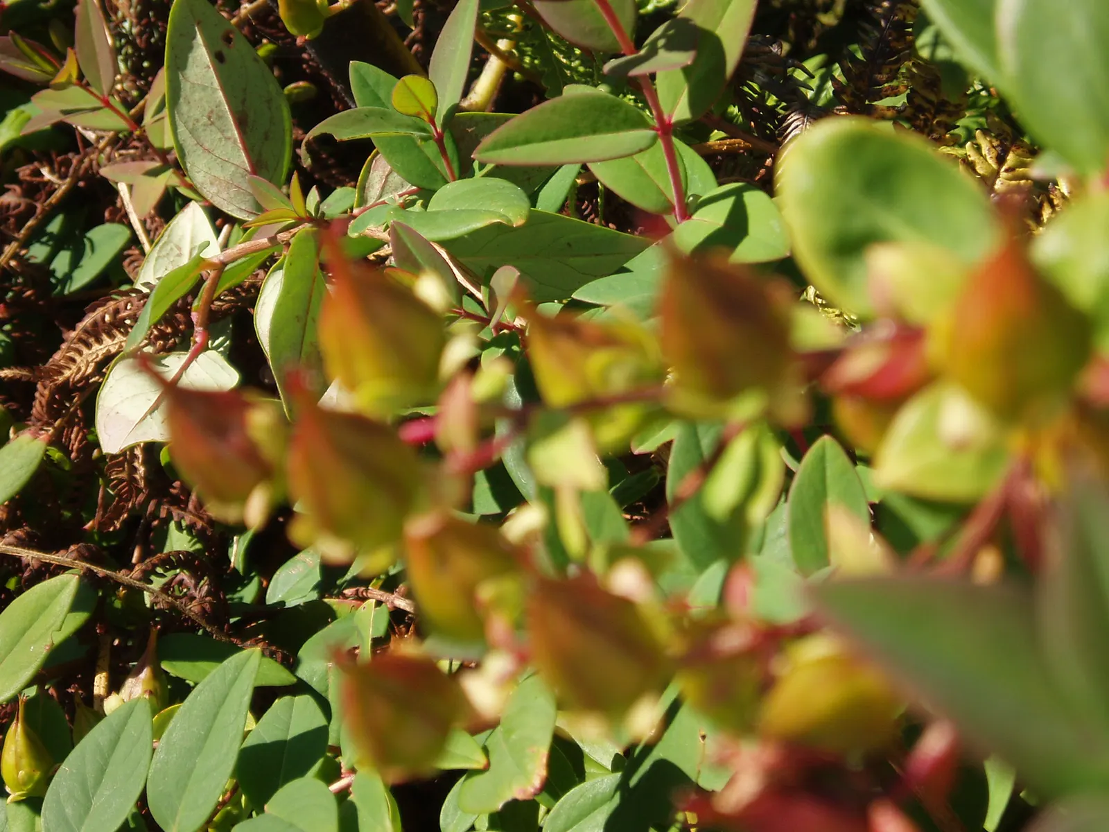 Henryi Clematis (Clematis 'Henryi') — Robust and free-flowering, it blooms from early to late summer, requiring well-drained soil; incorporating this