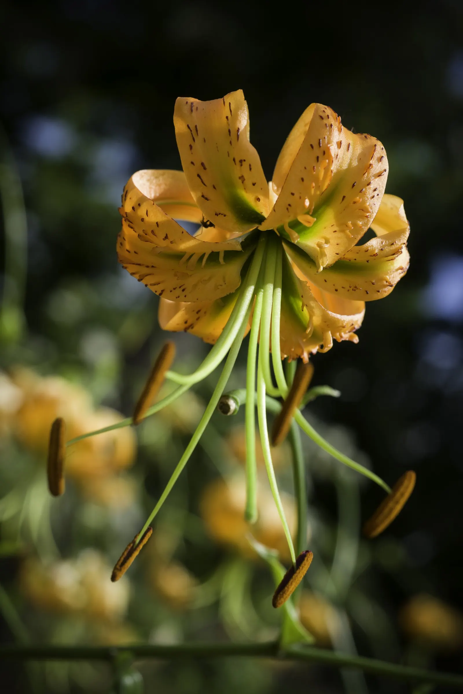 Henryi Clematis (Clematis 'Henryi') — with a potential second bloom period on new growth in the later summer months
