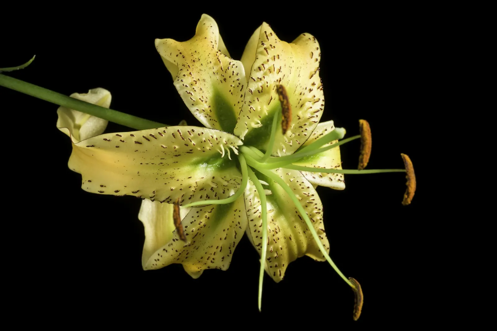 Henryi Clematis (Clematis 'Henryi') — Pruning group 2 for maintenance; it grows comfortably in USDA Hardiness Zones 4 through 8 and exhibits a strong climbing