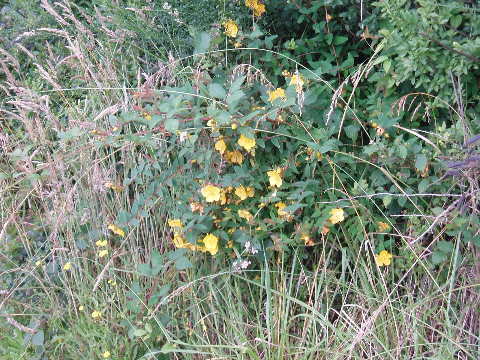Henryi Clematis (Clematis 'Henryi') — or fences.<br><br>For optimal performance