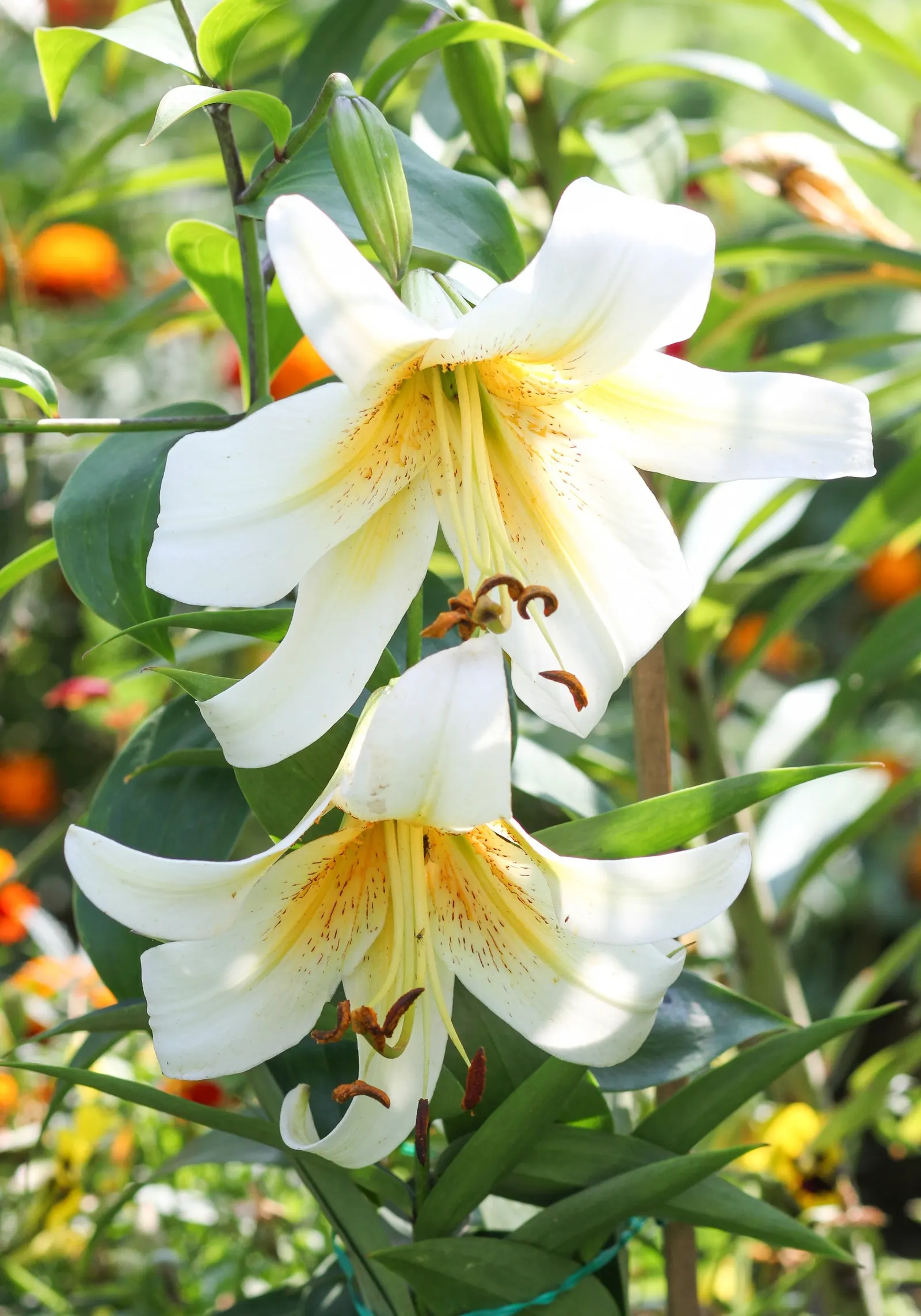 Henryi Clematis (Clematis 'Henryi') — Each flower possesses a prominent central tuft of contrasting yellow stamens