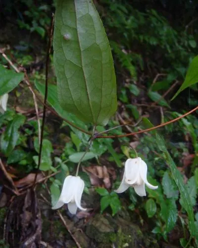 Henryi Clematis (Clematis 'Henryi') — Henryi Clematis demands well-drained