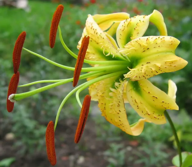 Henryi Clematis (Clematis 'Henryi') — It prefers its roots kept cool and shaded