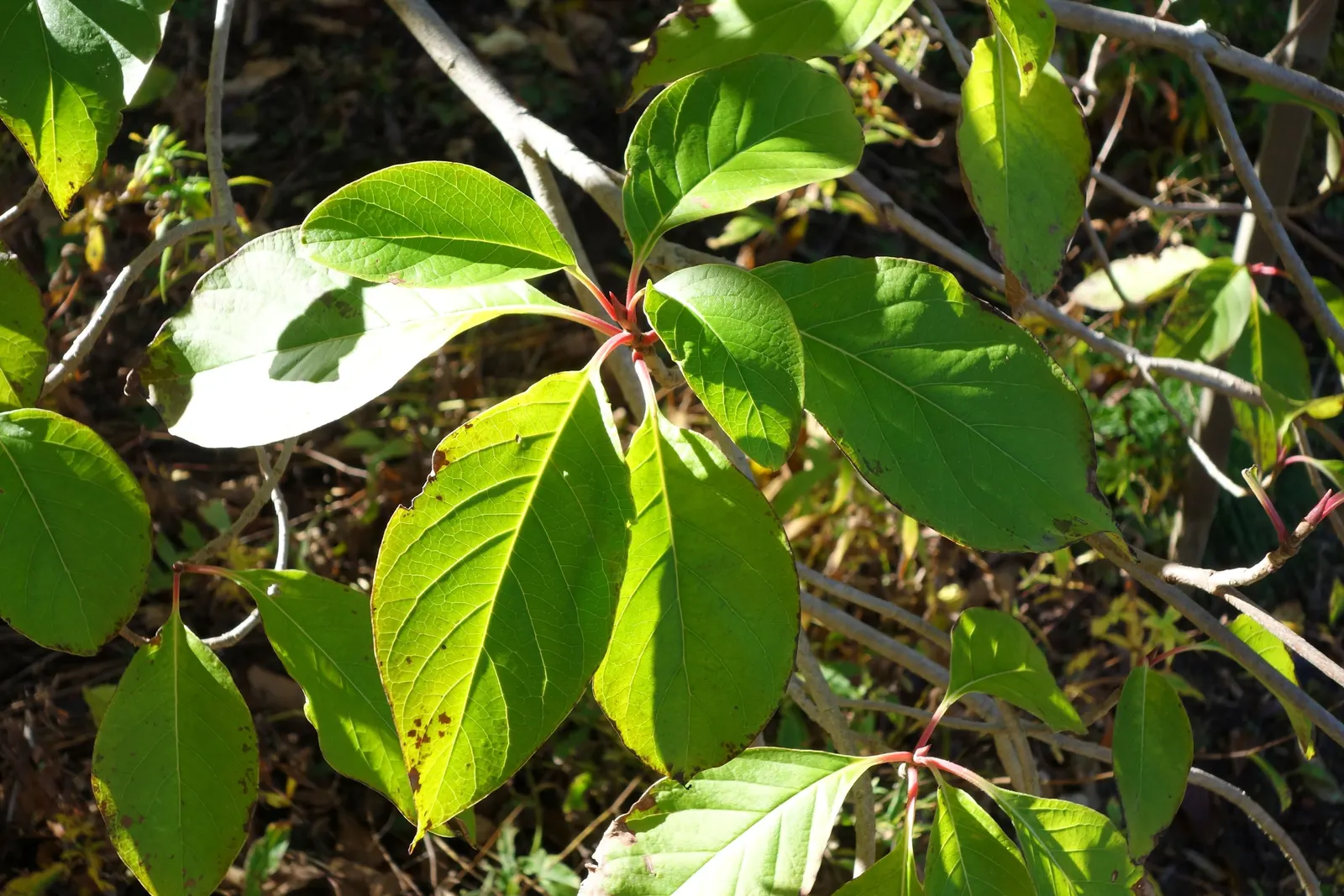 Henryi Clematis (Clematis 'Henryi') — Henryi Clematis demands well-drained; vine for full or half