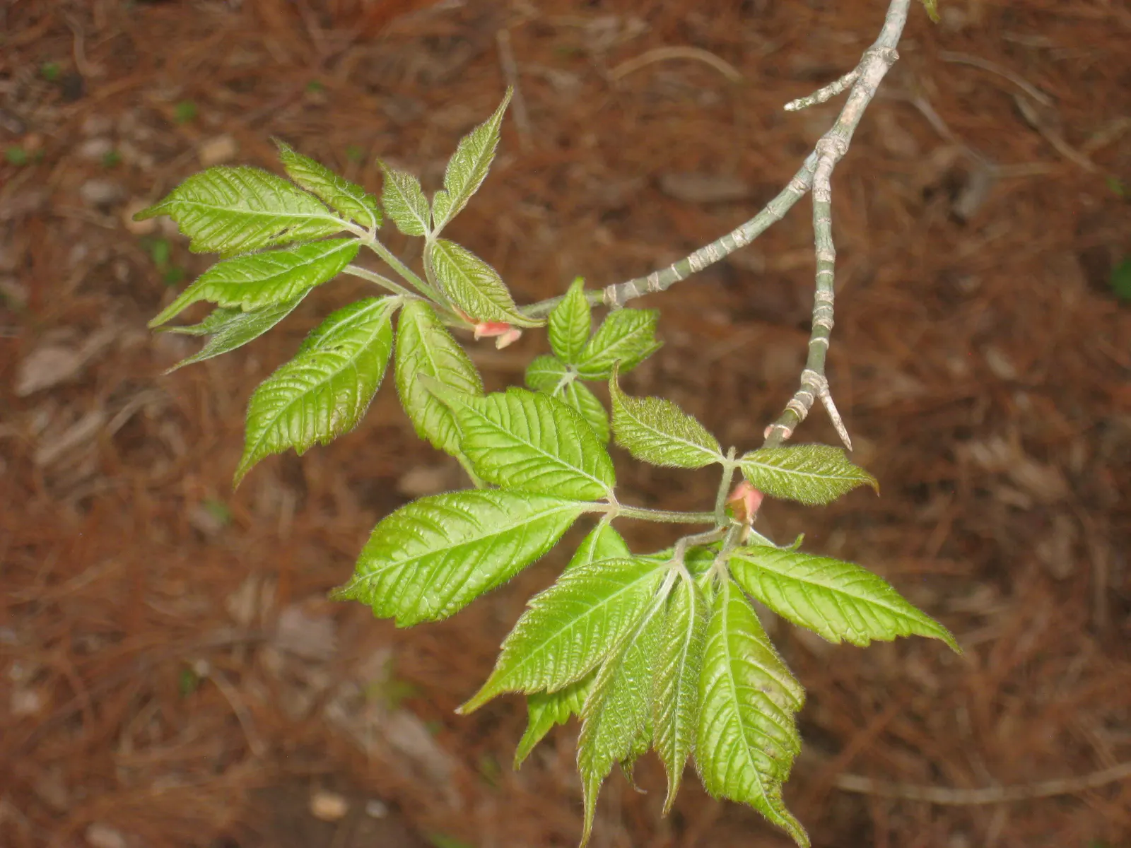 Henryi Clematis (Clematis 'Henryi') — vine with white blooms