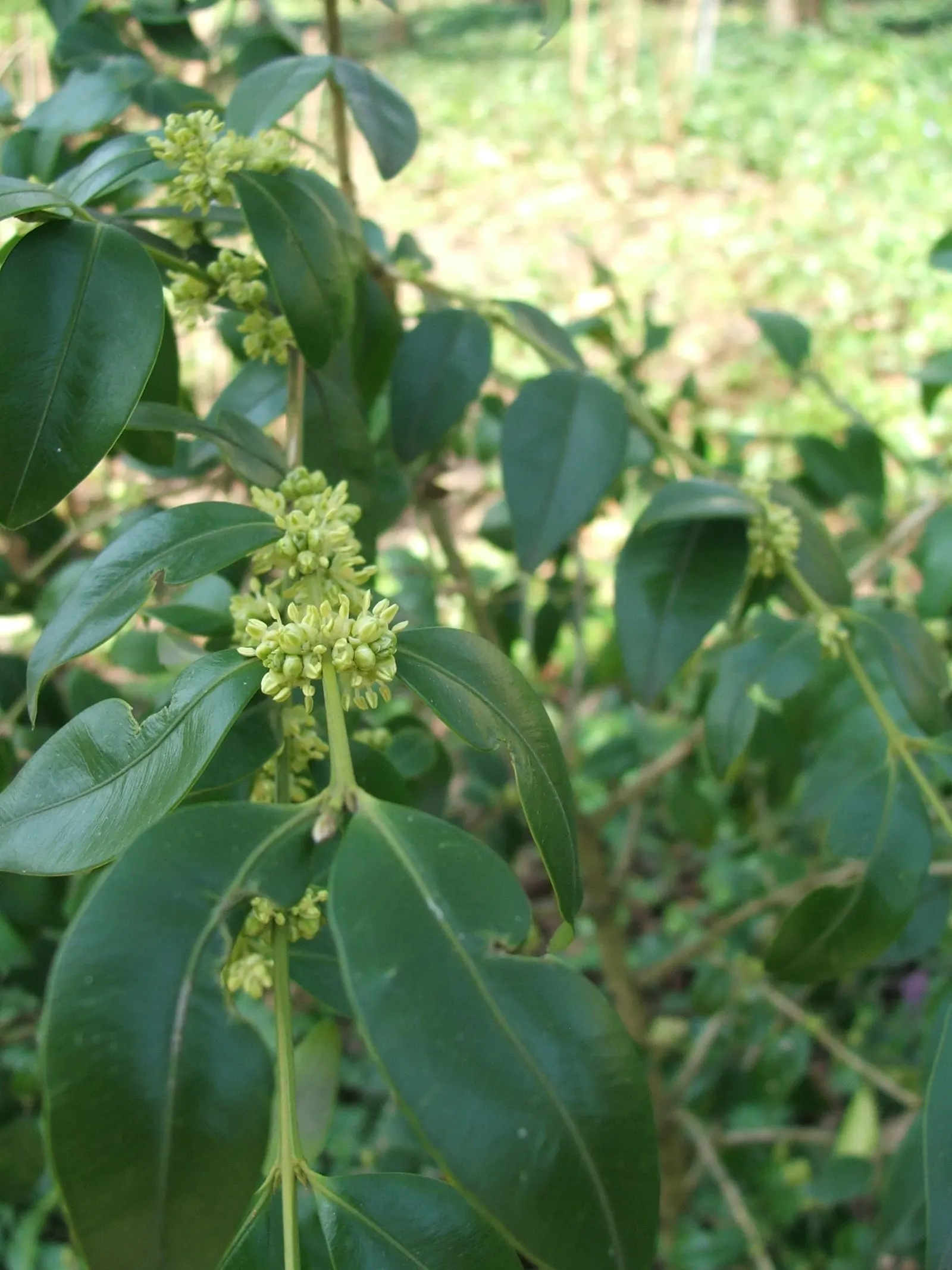 Henryi Clematis (Clematis 'Henryi') — magnifying its aesthetic appeal to the client's garden; white flowers in the garden