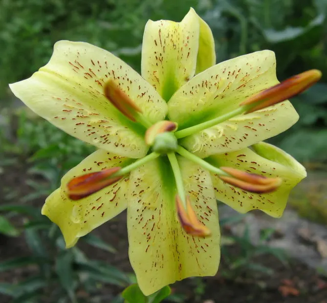 Henryi Clematis (Clematis 'Henryi') — moisture-retentive soil and thrives best in full sun to partial shade