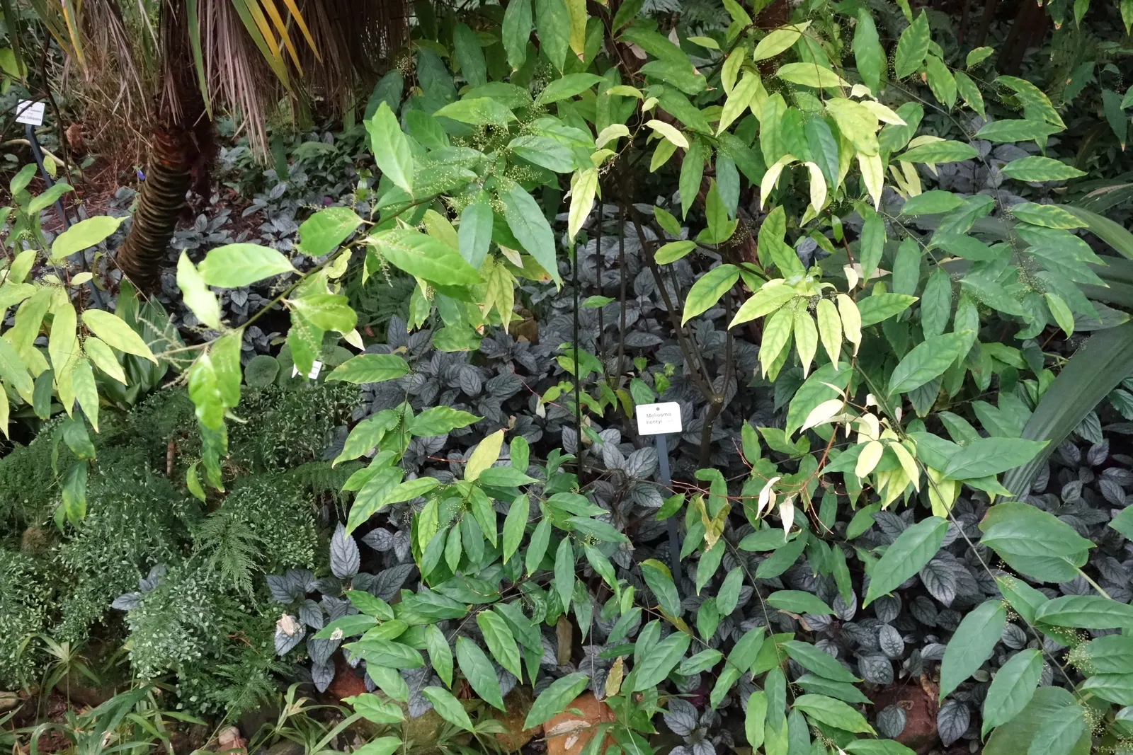 Henryi Clematis (Clematis 'Henryi') — white flowers in the garden