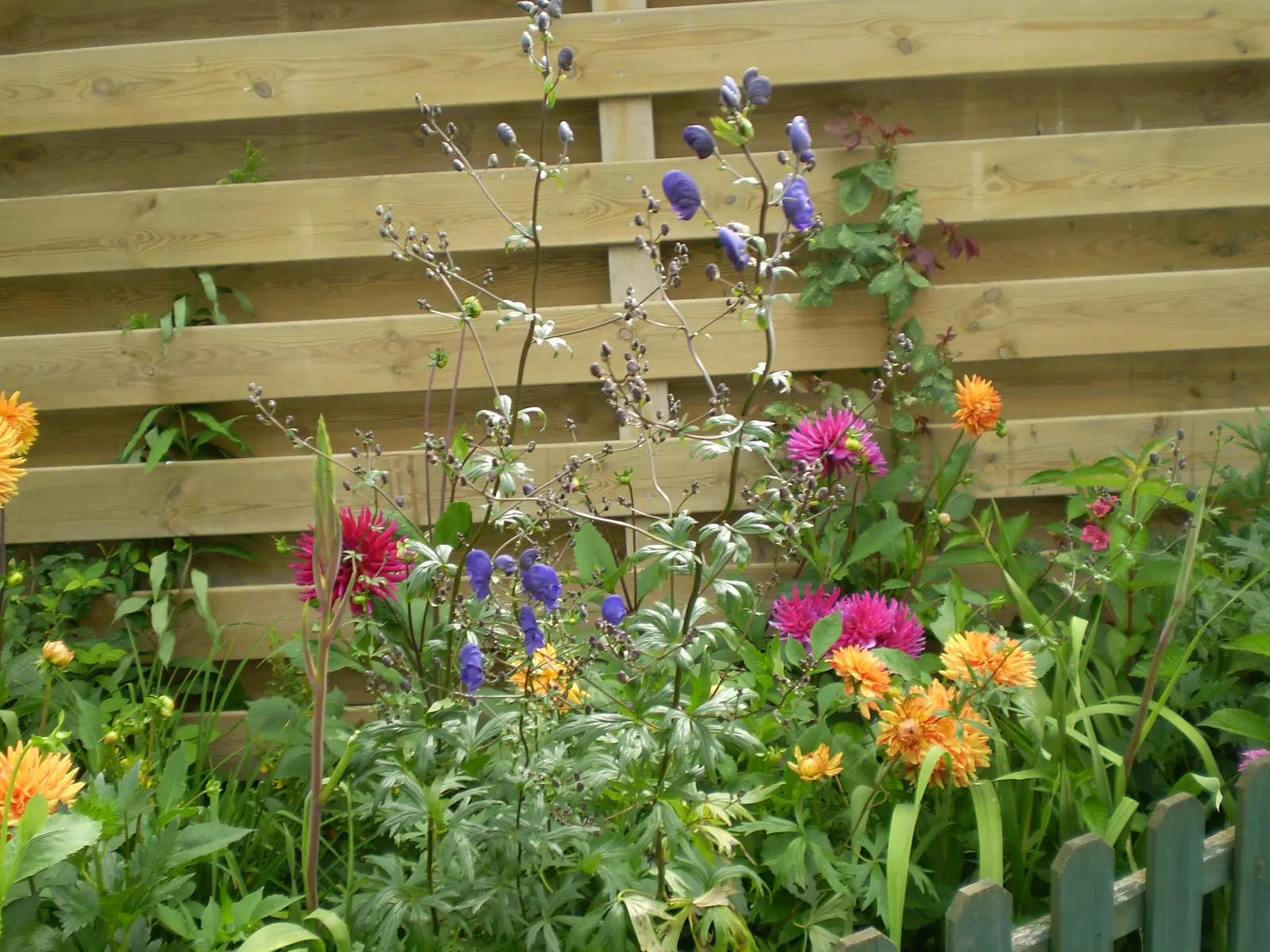 Henryi Clematis (Clematis 'Henryi') — When designing a landscape
