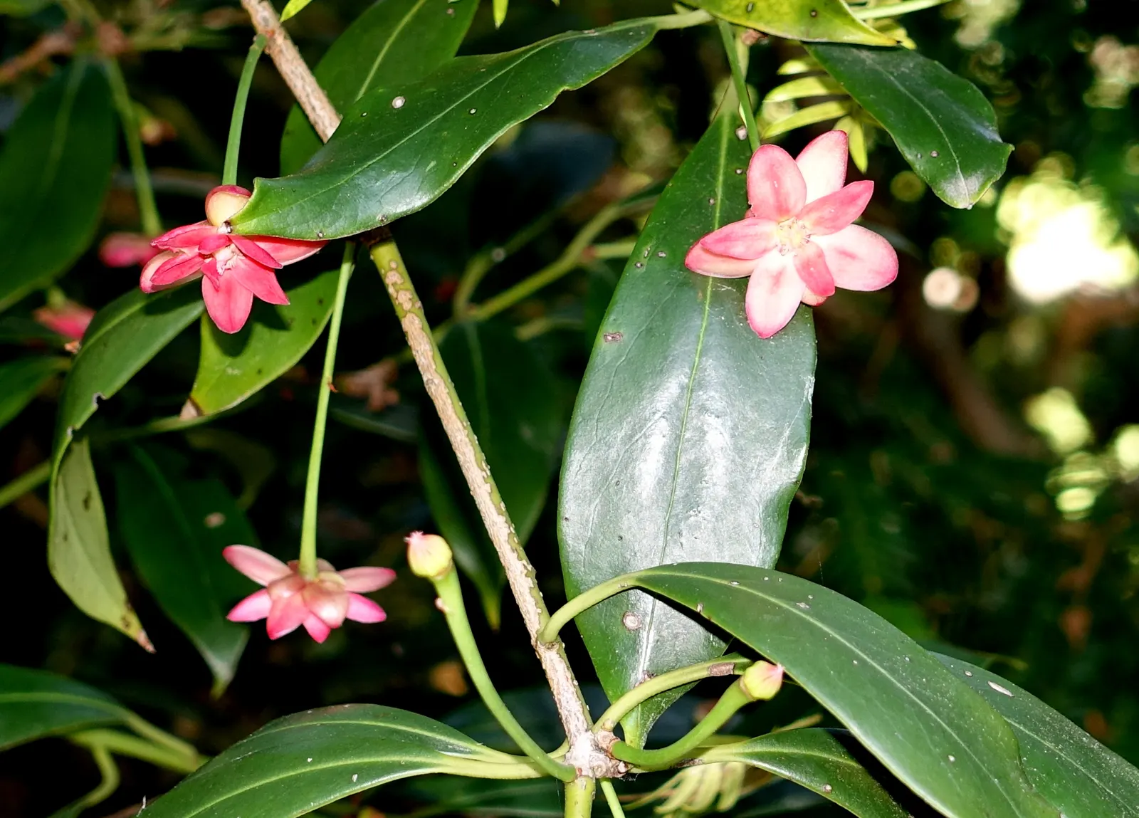 Henryi Clematis (Clematis 'Henryi') — vine for full or half