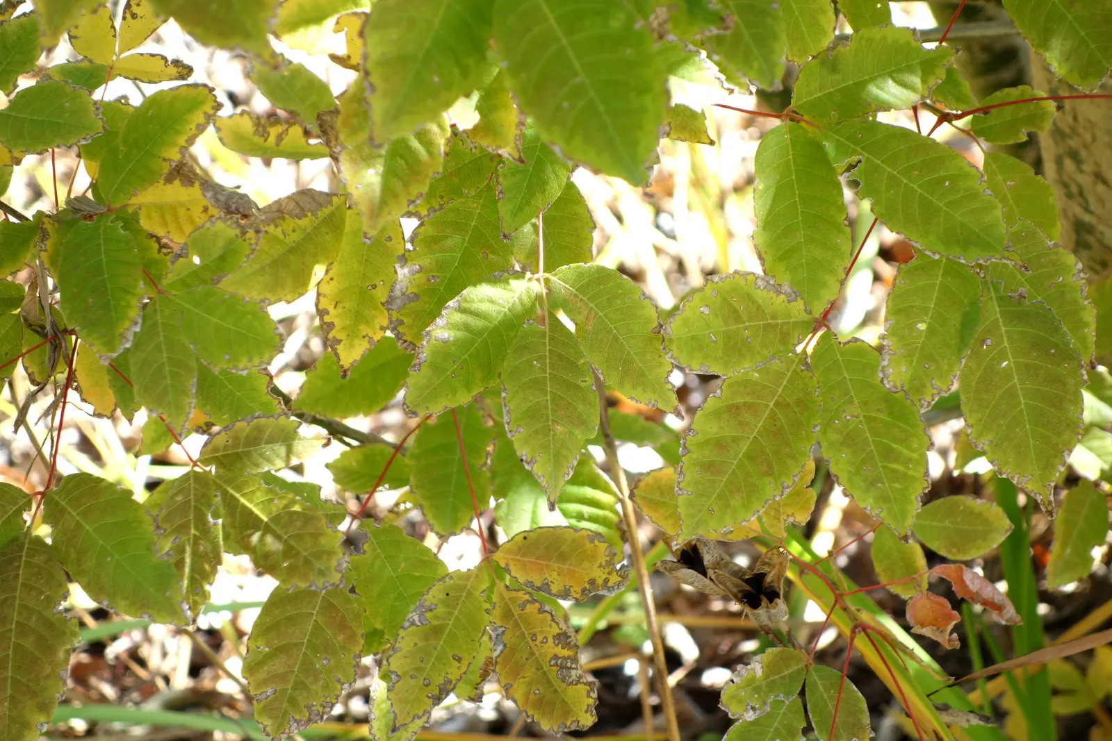 Henryi Clematis (Clematis 'Henryi') — with a potential second bloom period on new growth in the later summer months; usually achieved by other low-growing