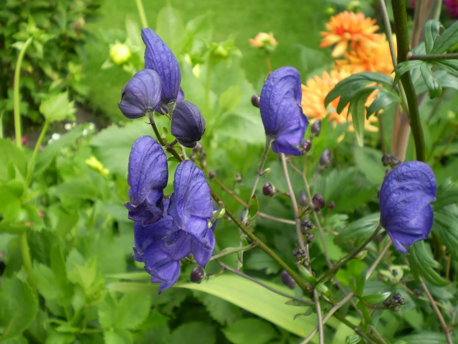 Henryi Clematis (Clematis 'Henryi') — It prefers its roots kept cool and shaded; moisture-retentive soil and thrives best in full sun to partial shade