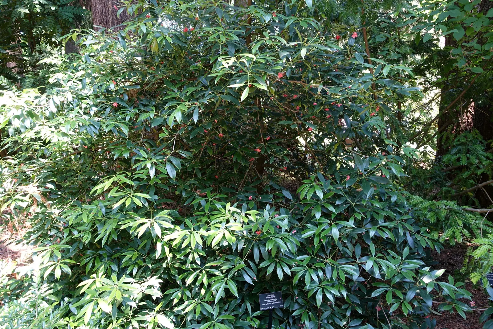 Henryi Clematis (Clematis 'Henryi') — usually achieved by other low-growing companion plants or a mulch application