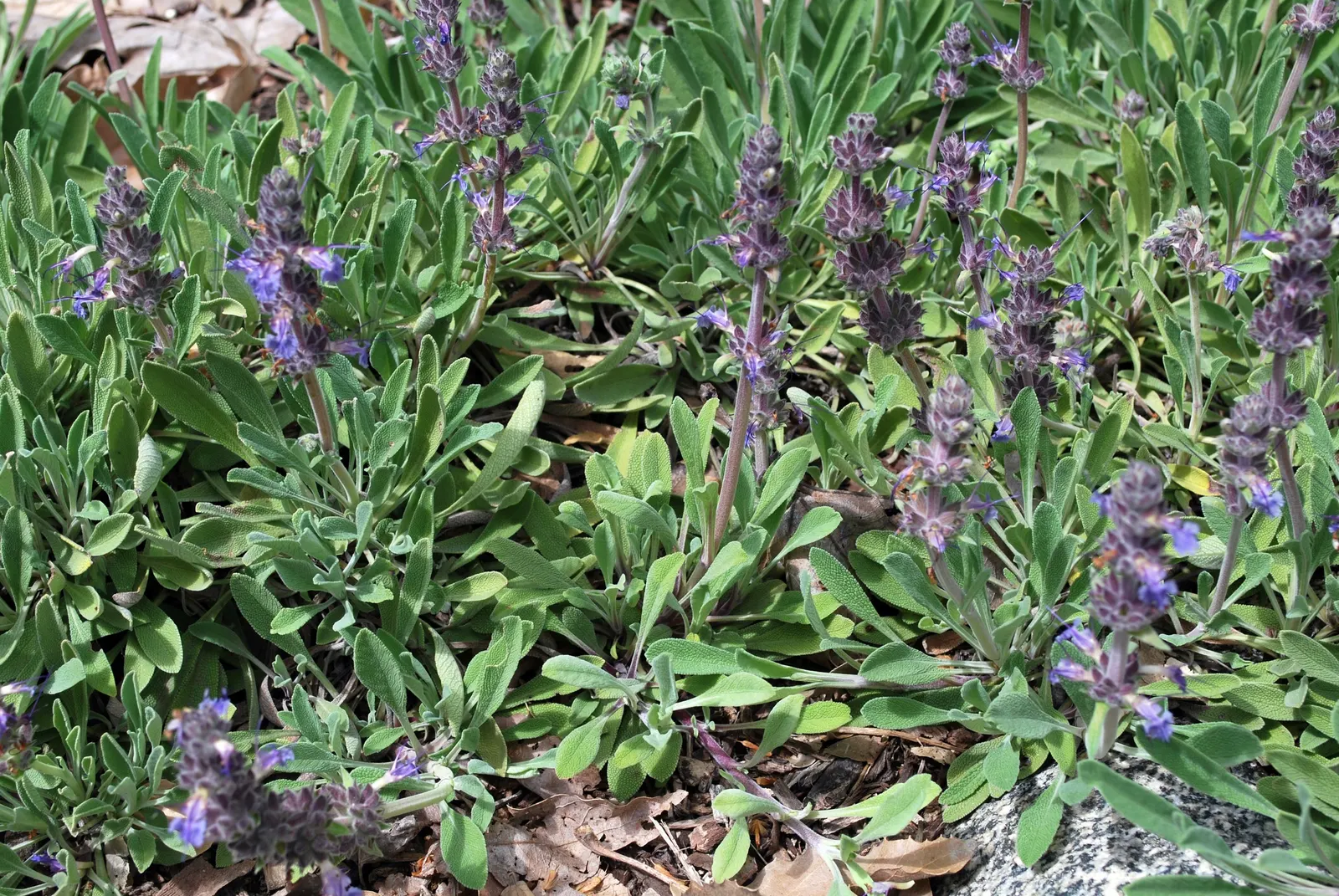 Sonoma Sage, Creeping Sage (Salvia Sonomensis) — commonly referred to as Sonoma Sage or Creeping Sage