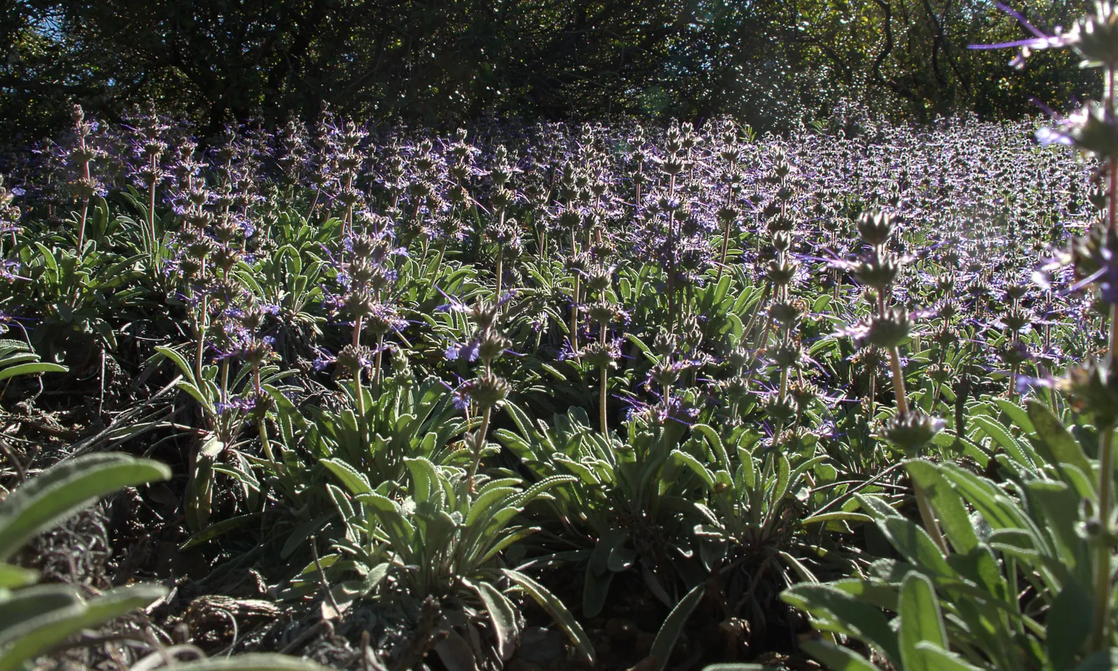 Sonoma Sage, Creeping Sage (Salvia Sonomensis) — Originating from the coastal regions and mountain ranges of California