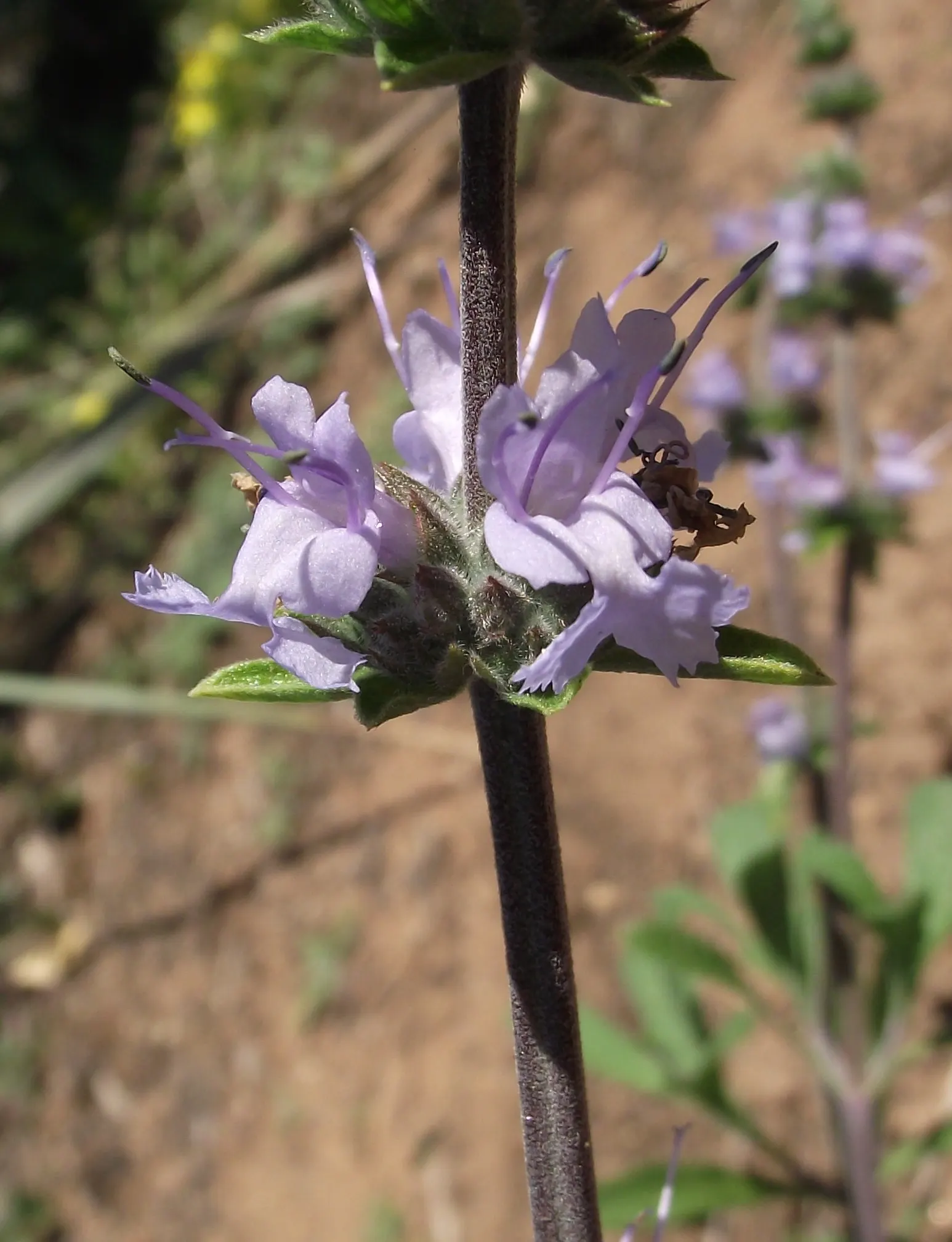 Sonoma Sage, Creeping Sage (Salvia Sonomensis) — It's drought-resistant, favoring full sun exposures and well-draining soil