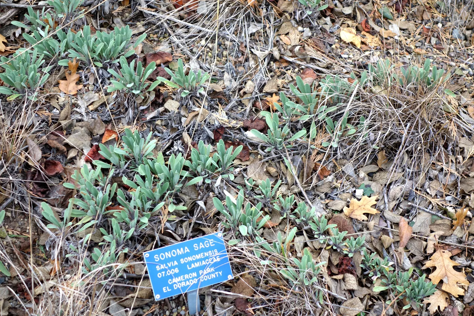 Sonoma Sage, Creeping Sage (Salvia Sonomensis) — This California native forms a low, 1-2 foot spread (30-60 inches) with creeping stems