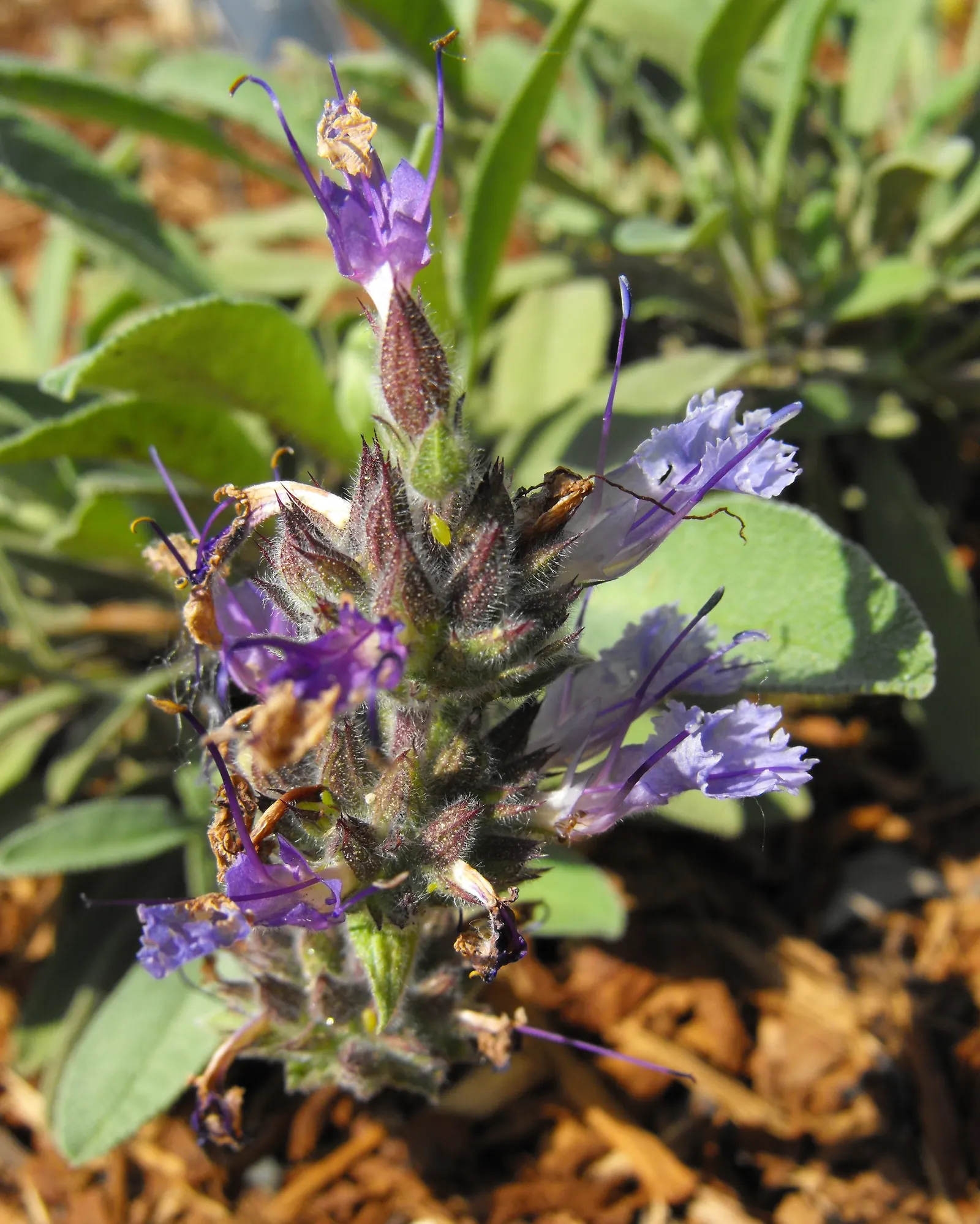 Sonoma Sage, Creeping Sage (Salvia Sonomensis) — Ideal for rock gardens, borders, and ground cover, it adds a touch of wild beauty to any landscape