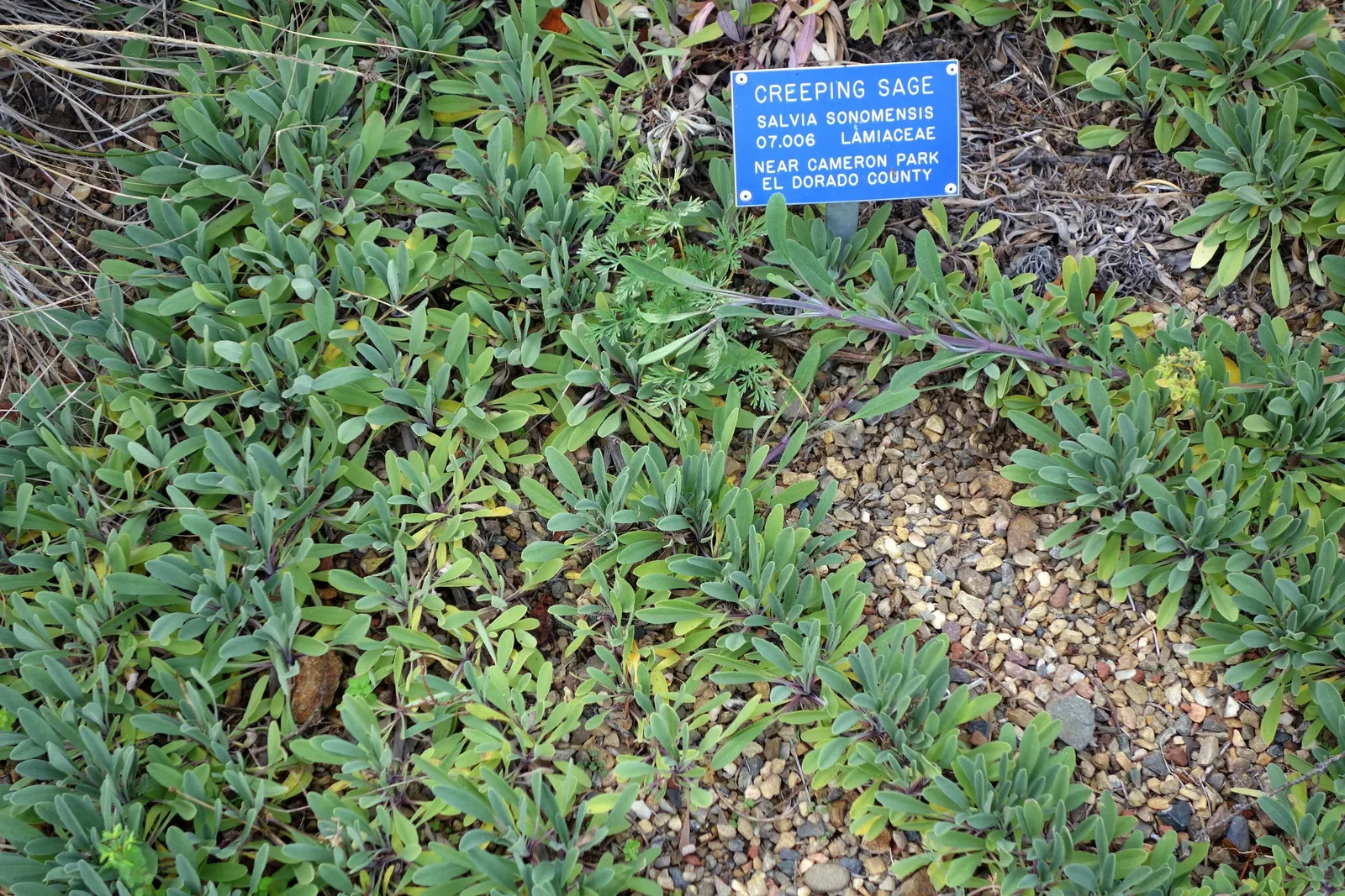 Sonoma Sage, Creeping Sage (Salvia Sonomensis) — In late spring, it blooms with vibrant purple-lavender flowers, attracting various pollinators