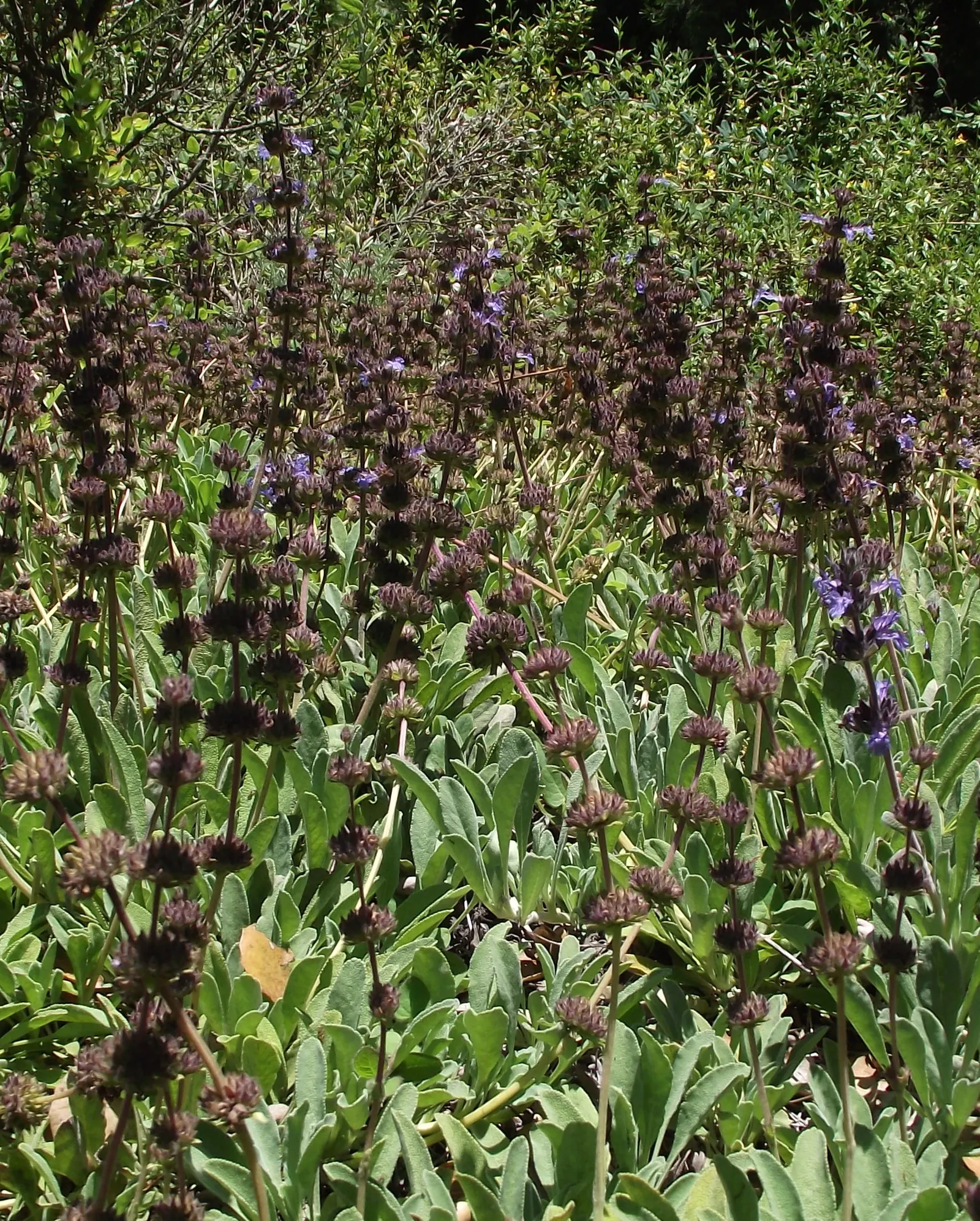 Sonoma Sage, Creeping Sage (Salvia Sonomensis) — Salvia sonomensis, or Sonoma Sage, is an evergreen perennial renowned for its fragrant, silver-green foliage