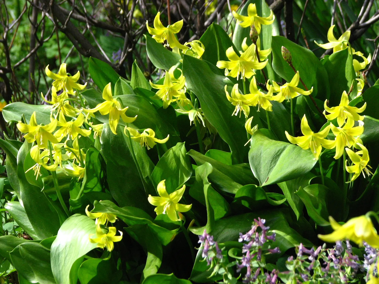 Pagoda Fawn Lily (Erythronium 'Pagoda') — yellow flowers in the garden