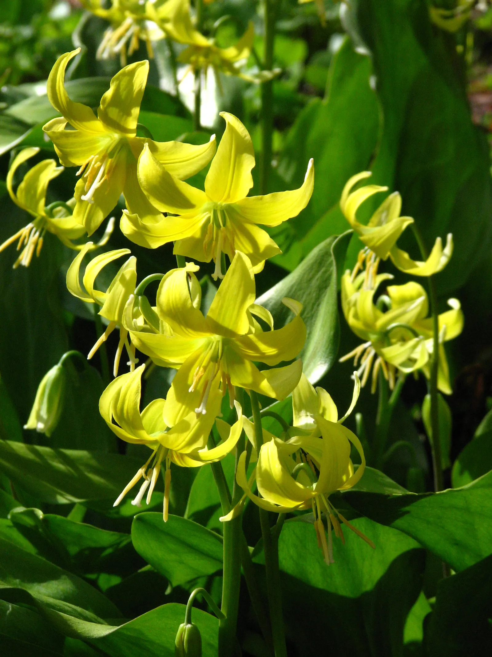 Pagoda Fawn Lily (Erythronium 'Pagoda') — bulb for full or half or shade