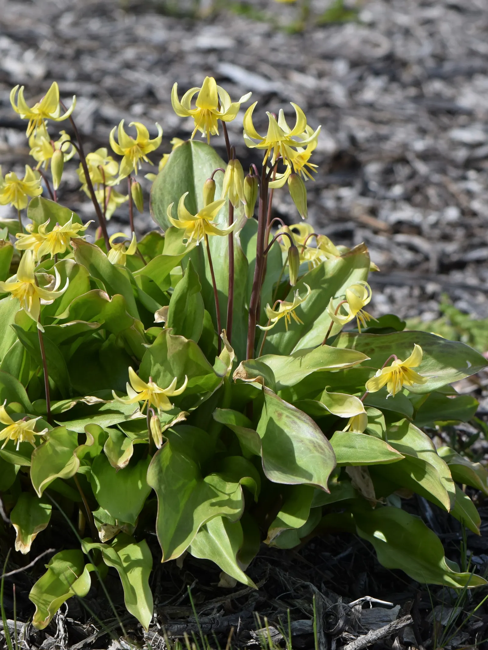 Pagoda Fawn Lily (Erythronium 'Pagoda') — with each petal gracefully recurving and featuring a subtle brush of maroon near the base