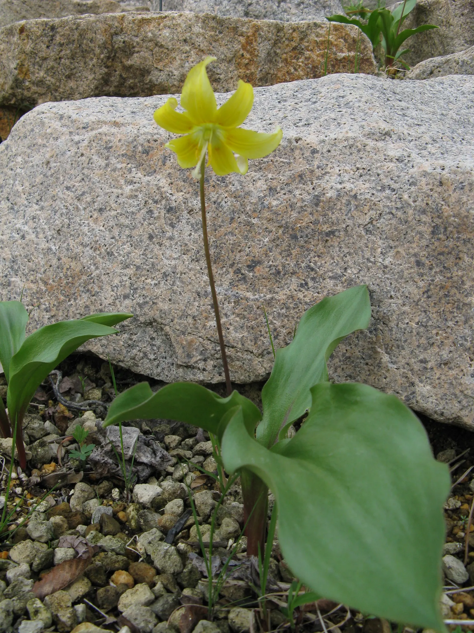 Pagoda Fawn Lily (Erythronium 'Pagoda') — with each bulb typically giving rise to a pair of elegantly mottled