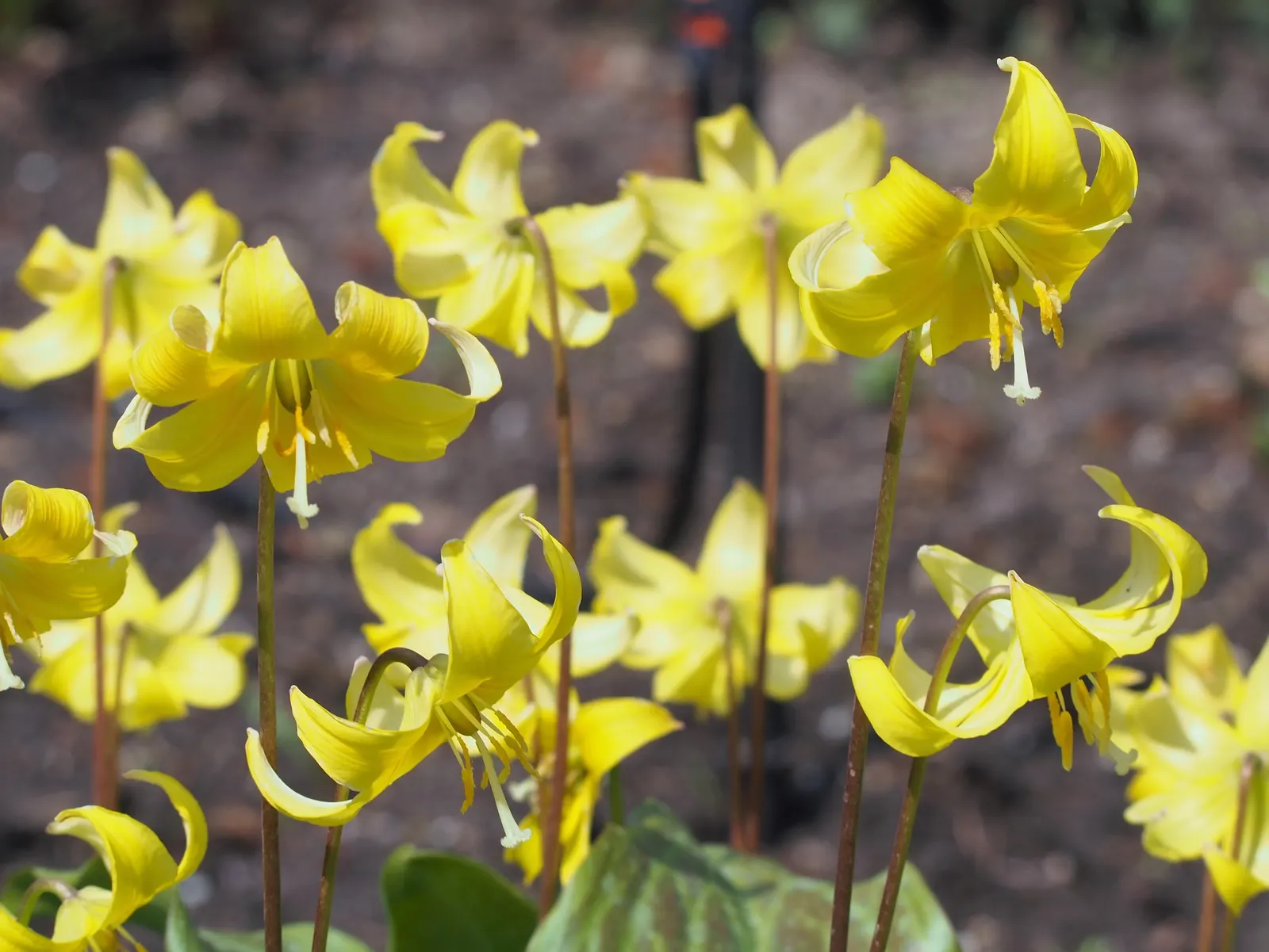 Pagoda Fawn Lily (Erythronium 'Pagoda') — Its mottled, lance-shaped leaves span up to 6 inches in length, creating a striking groundcover