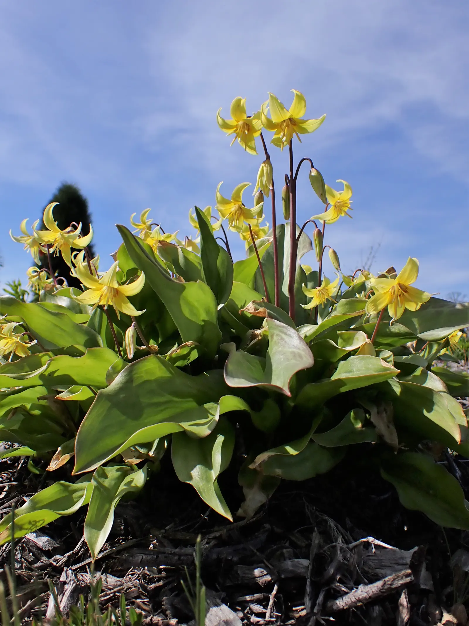 Pagoda Fawn Lily (Erythronium 'Pagoda') — When integrating the Pagoda Trout Lily into a landscape design