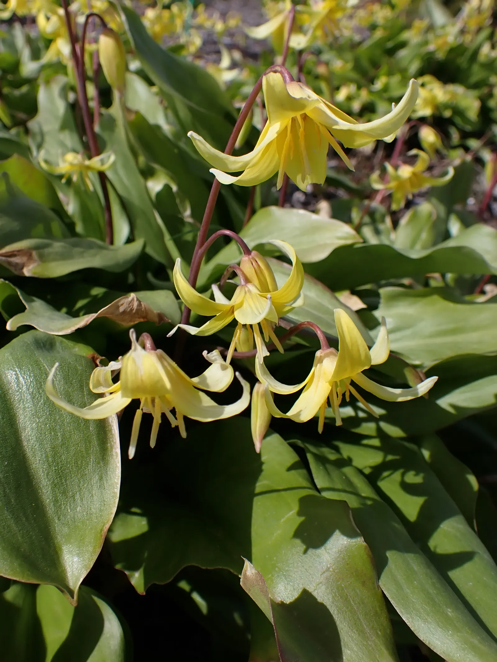 Pagoda Fawn Lily (Erythronium 'Pagoda') — particularly in the growing season