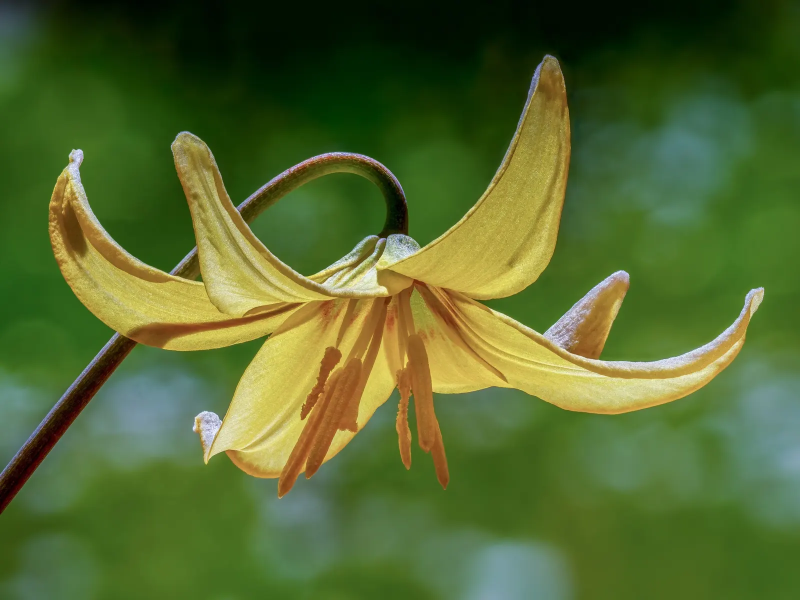 Pagoda Fawn Lily (Erythronium 'Pagoda') — Thriving in USDA zones 3-9