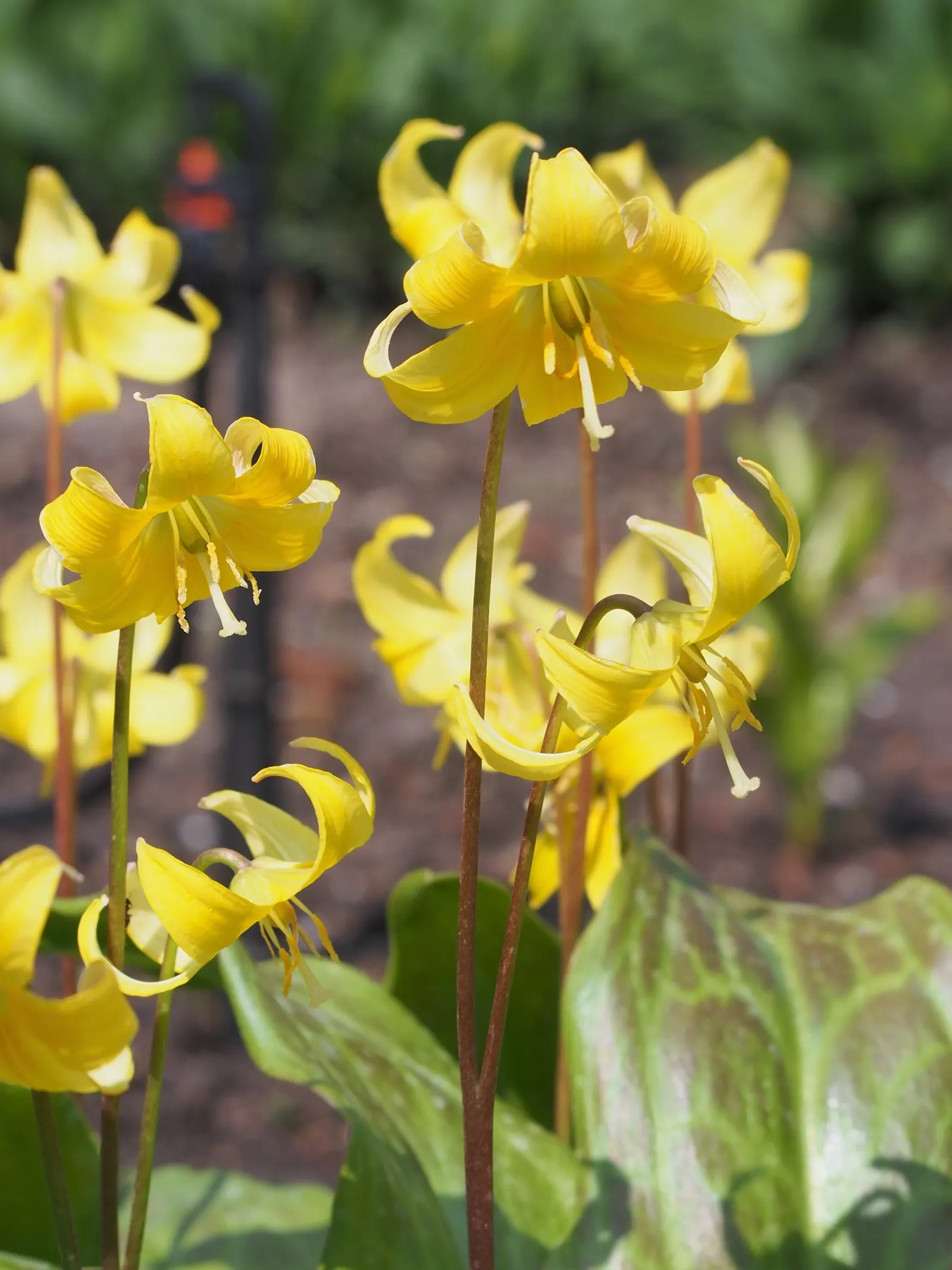 Pagoda Fawn Lily (Erythronium 'Pagoda') — This horticultural gem arises from bulbous origins