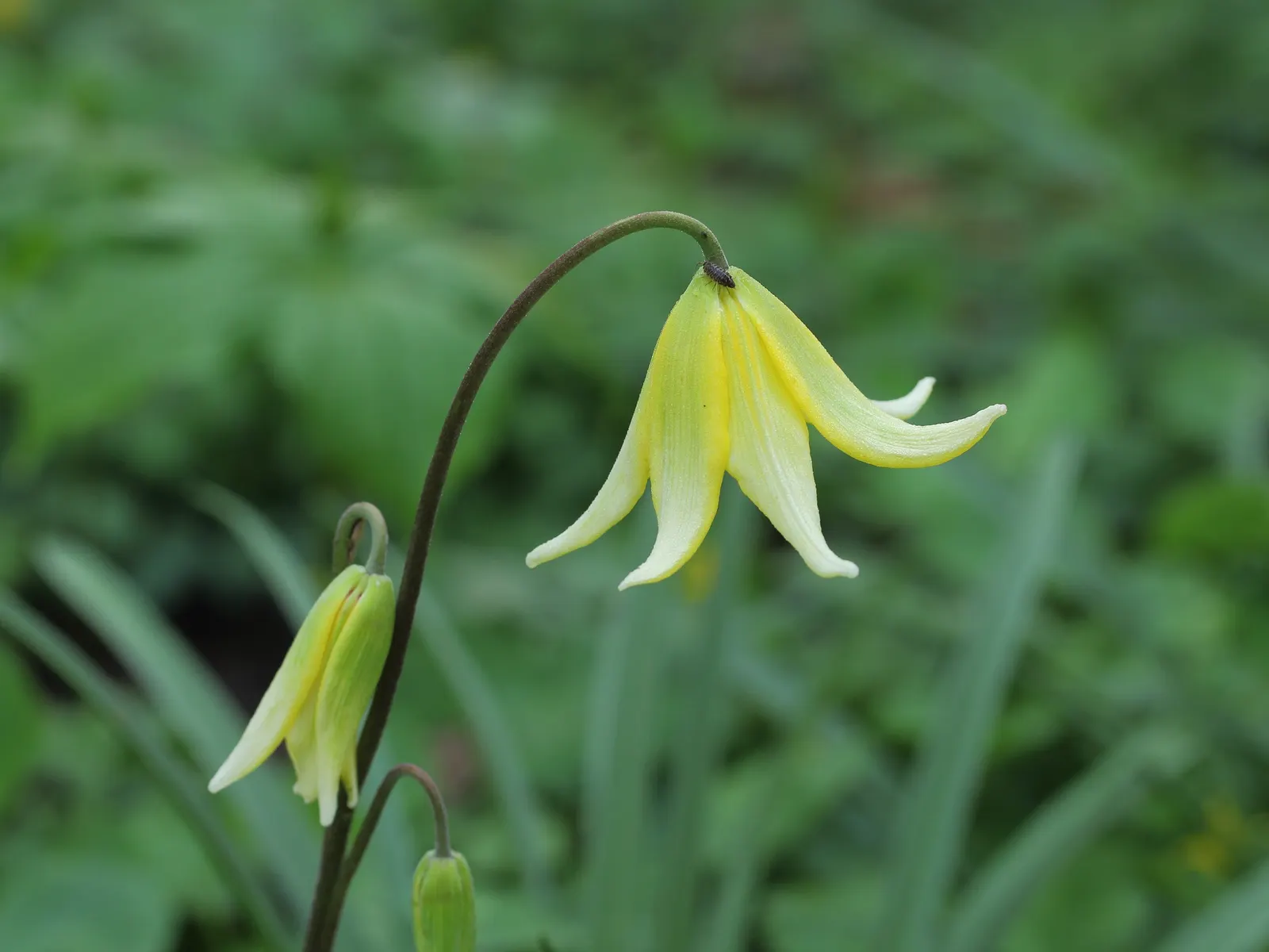 Pagoda Fawn Lily (Erythronium 'Pagoda') — the Pagoda Trout Lily unfurls its splendor through striking