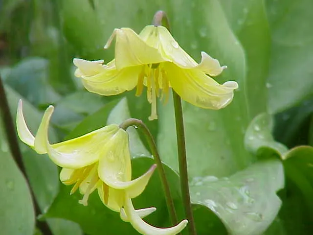 Pagoda Fawn Lily (Erythronium 'Pagoda') — each borne singularly atop slender