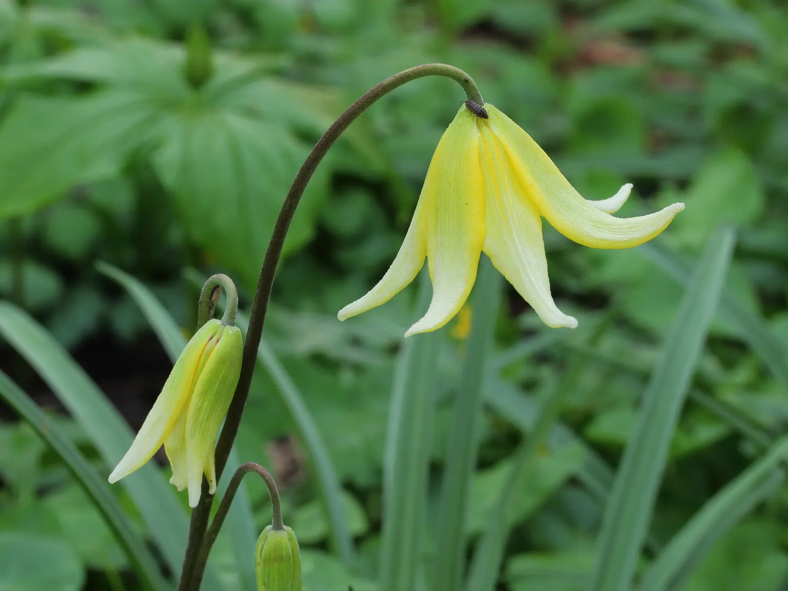 Pagoda Fawn Lily (Erythronium 'Pagoda') — arching stems adorned with up to 10 nodding