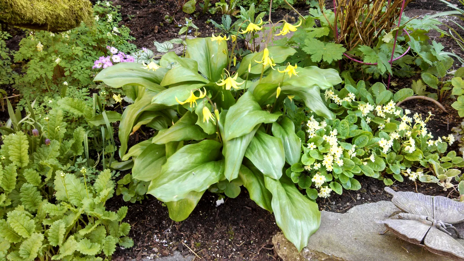 Pagoda Fawn Lily (Erythronium 'Pagoda') — arching stems that reach a height of approximately 12 to 18 inches