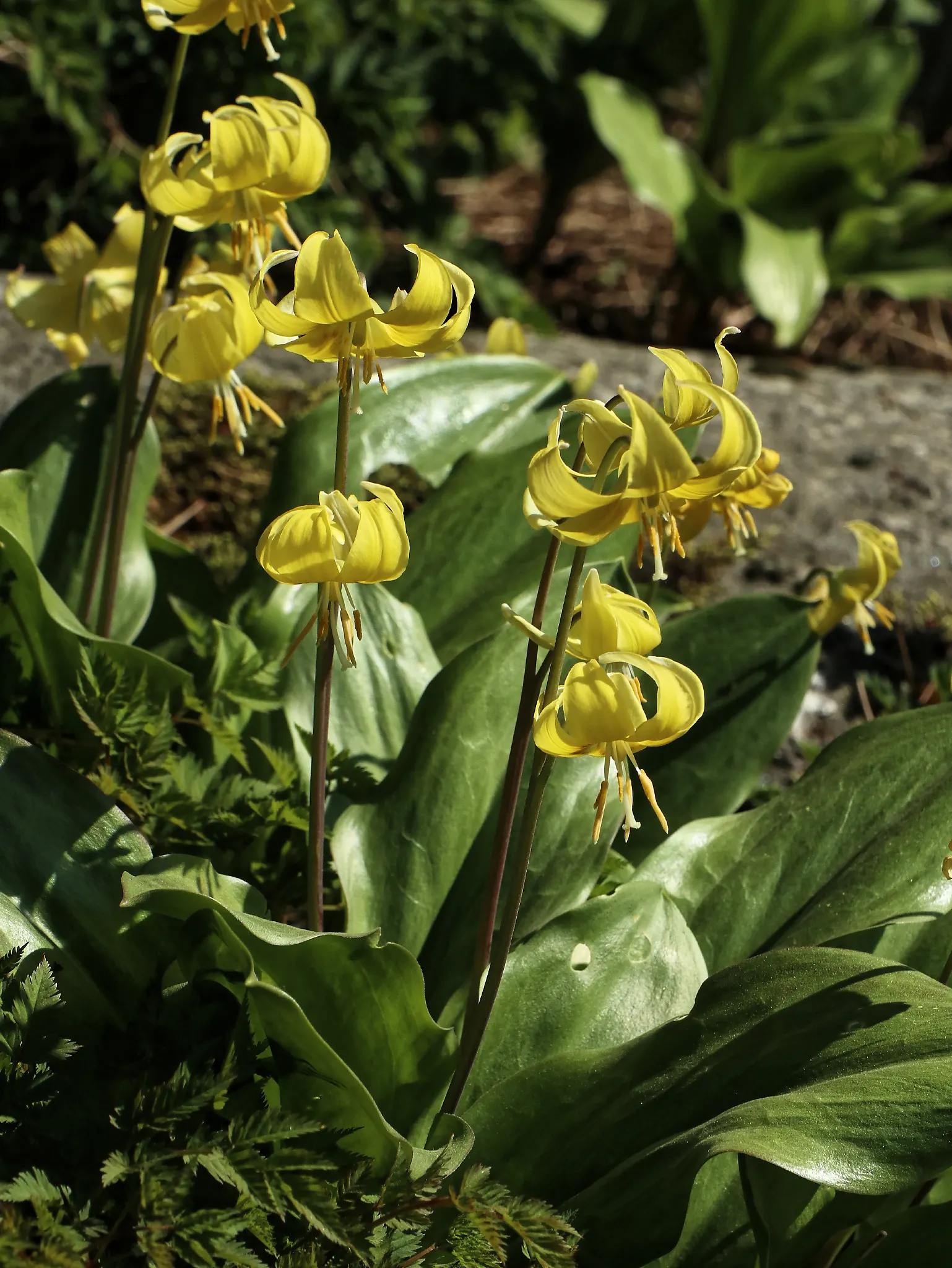 Pagoda Fawn Lily (Erythronium 'Pagoda') — bulb with yellow blooms
