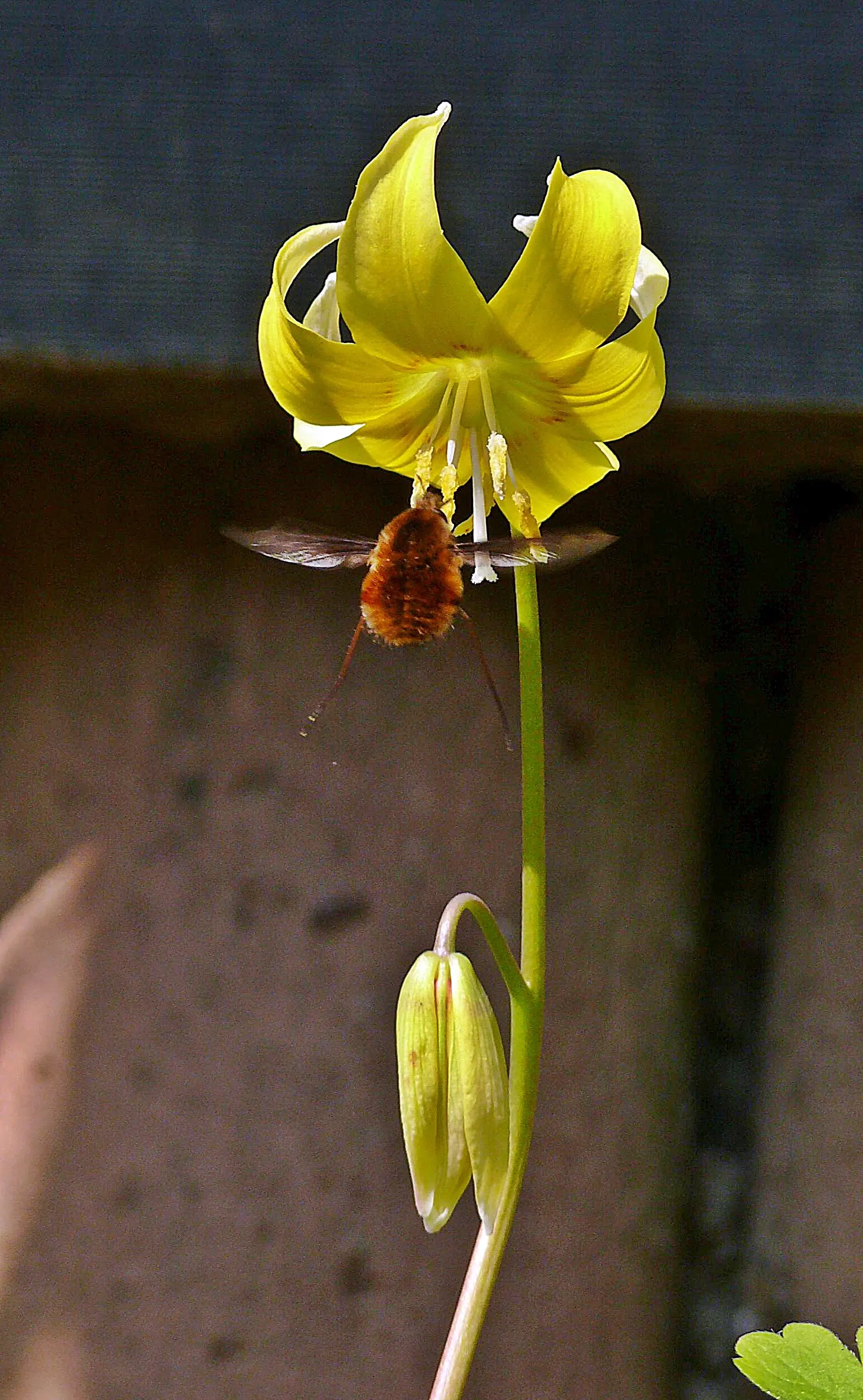 Pagoda Fawn Lily (Erythronium 'Pagoda') — the Erythronium 'Pagoda' thrives in USDA Hardiness Zones 5 through 9