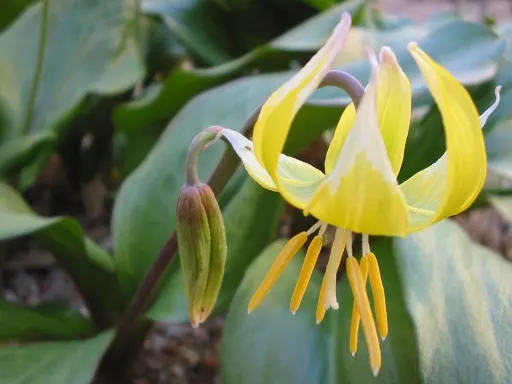 Pagoda Fawn Lily (Erythronium 'Pagoda') — Its six-petaled blooms showcase a resplendent yellow hue