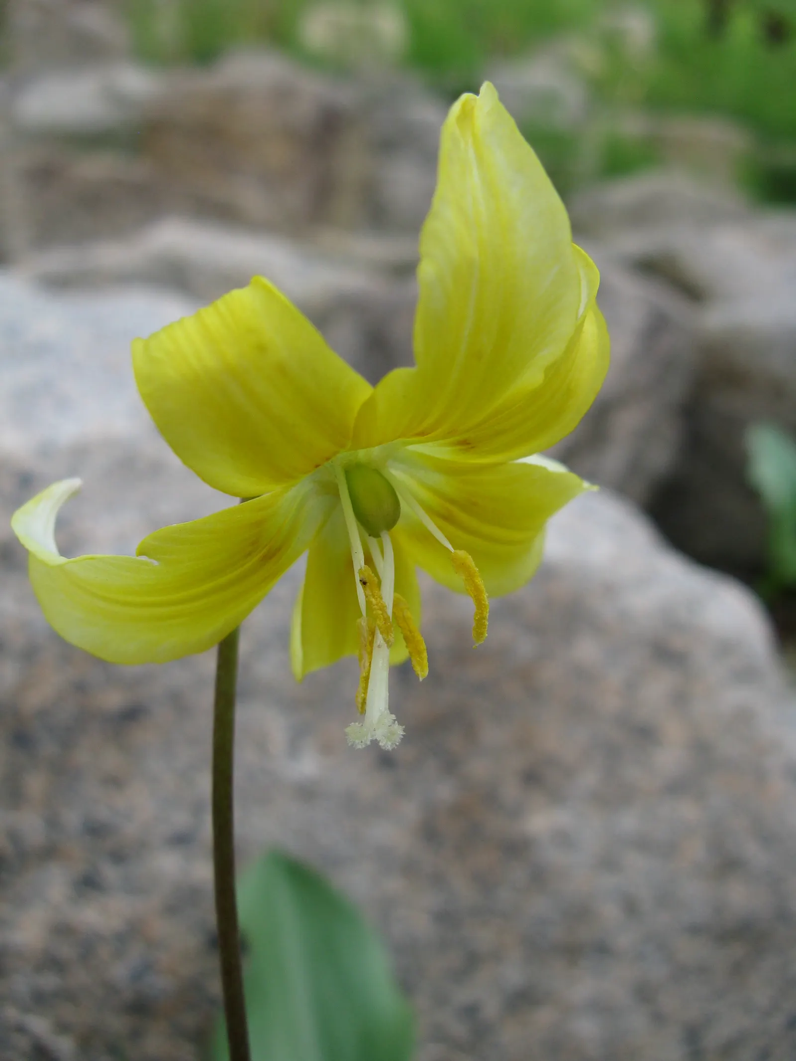 Pagoda Fawn Lily (Erythronium 'Pagoda') — commonly referred to as the Pagoda Trout Lily