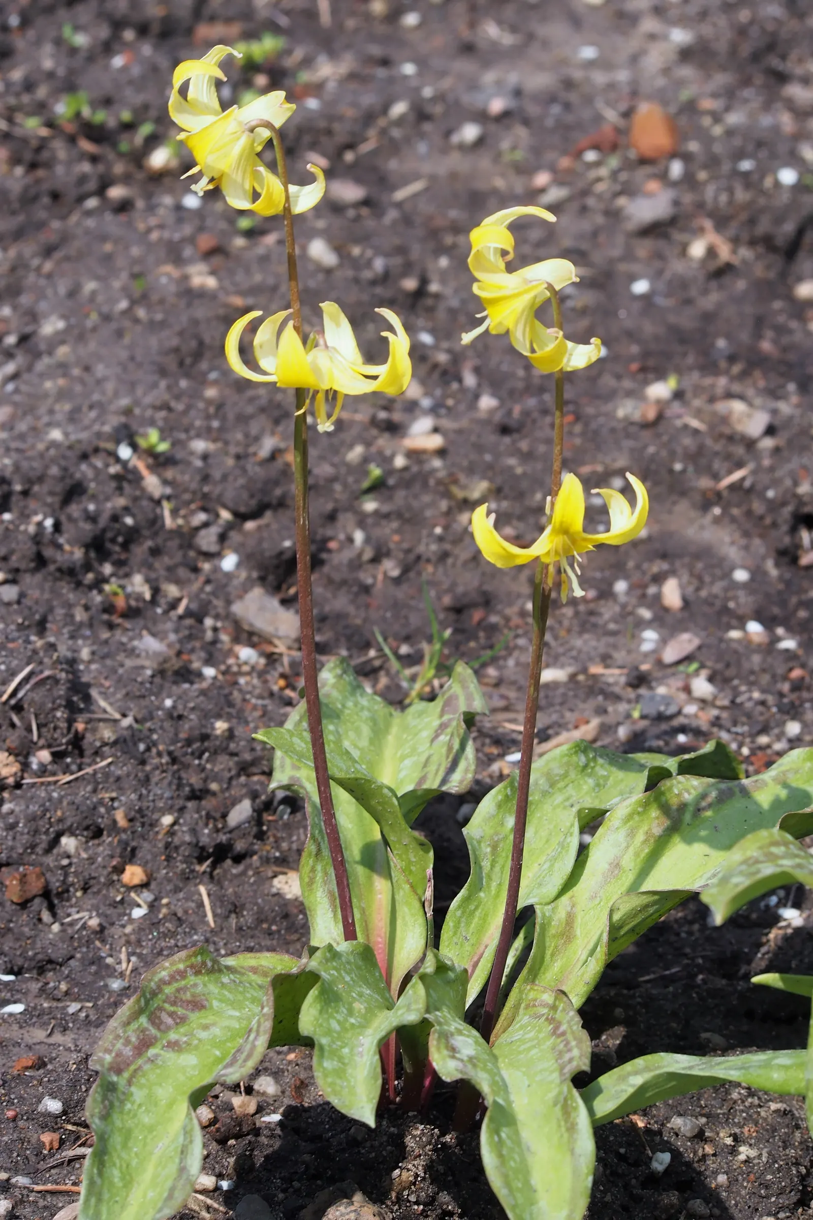Pagoda Fawn Lily (Erythronium 'Pagoda') — it prefers partial shade and moist