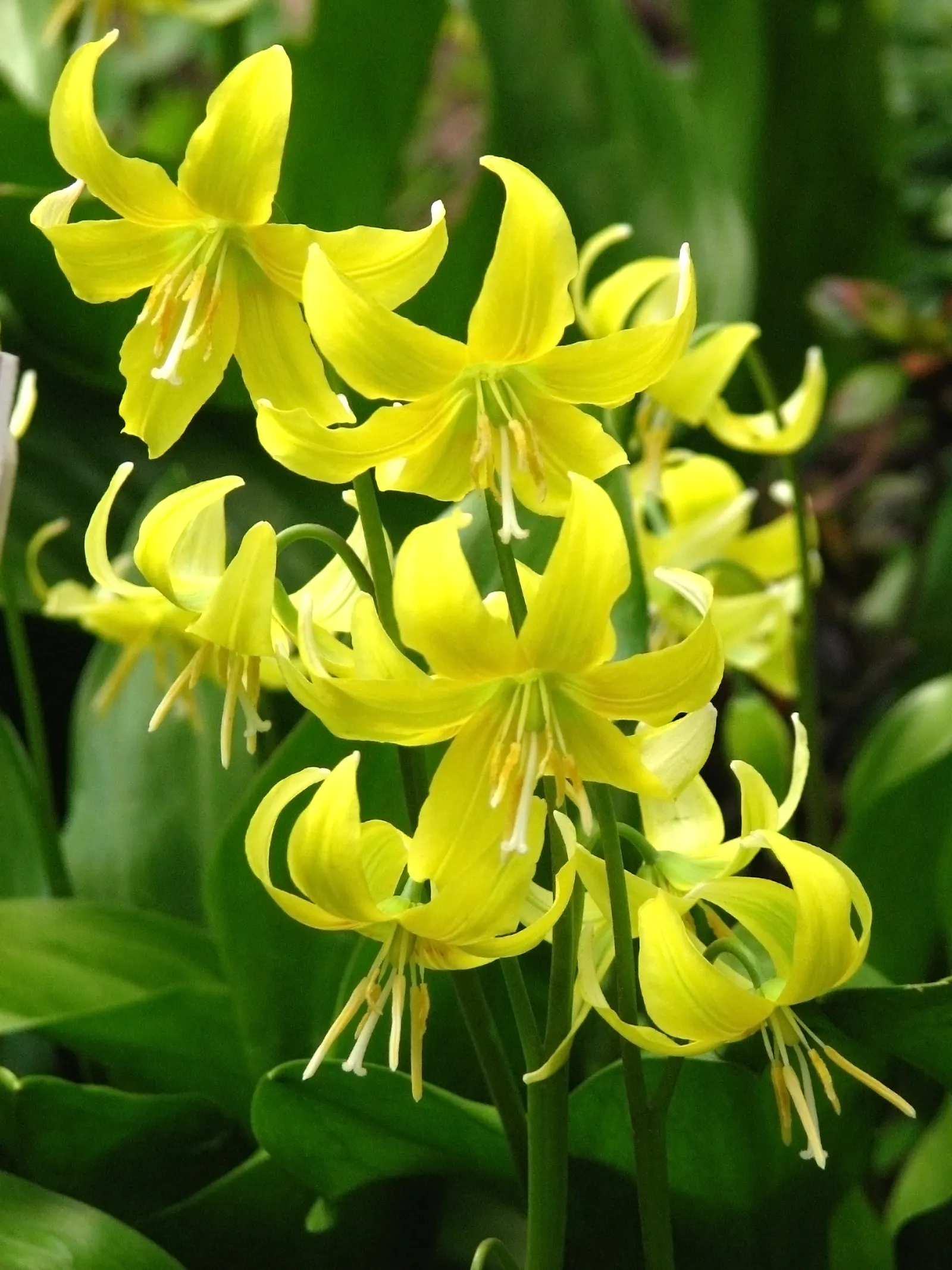 Pagoda Fawn Lily (Erythronium 'Pagoda') — The Pagoda Trout Lily (Erythronium 'Pagoda') is a charming perennial featuring 18-inch tall; its mottled