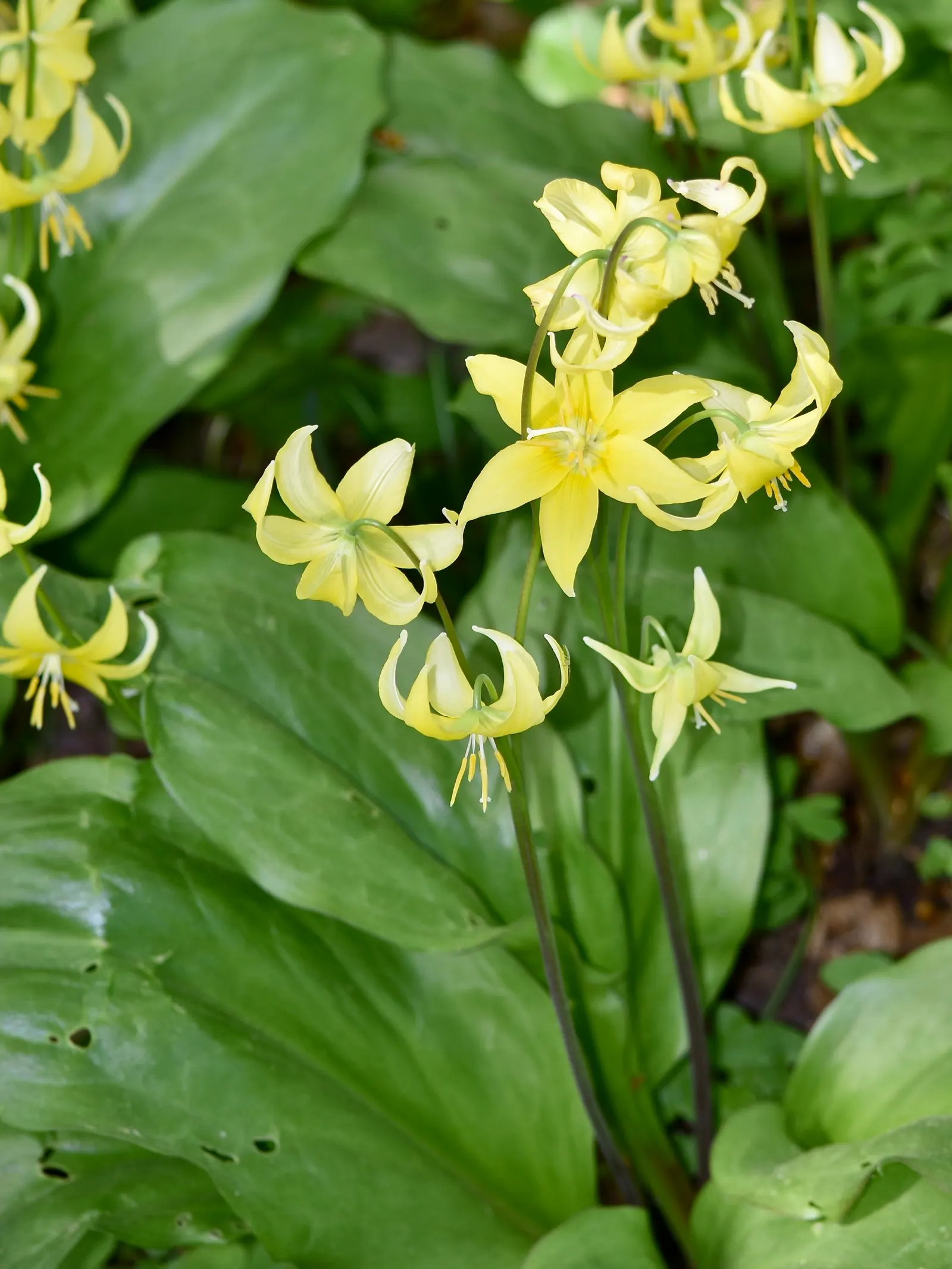 Pagoda Fawn Lily (Erythronium 'Pagoda') — It performs best in partial to full shade