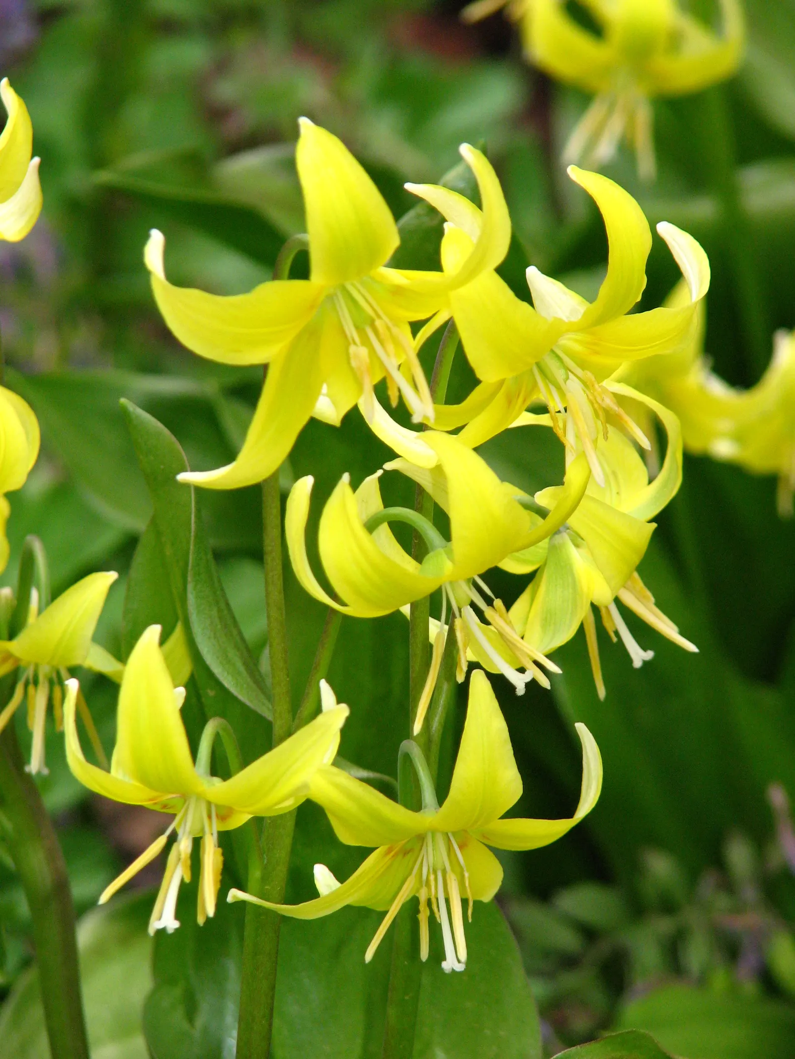 Pagoda Fawn Lily (Erythronium 'Pagoda') — yellow flowers in mid-spring