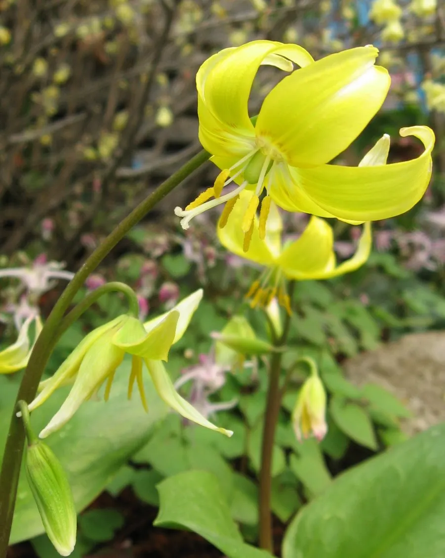 Pagoda Fawn Lily (Erythronium 'Pagoda') — maintain consistently moist soil