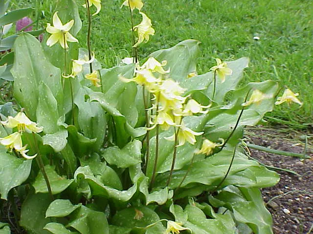 Pagoda Fawn Lily (Erythronium 'Pagoda') — The Pagoda Trout Lily (Erythronium 'Pagoda') is a charming perennial featuring 18-inch tall