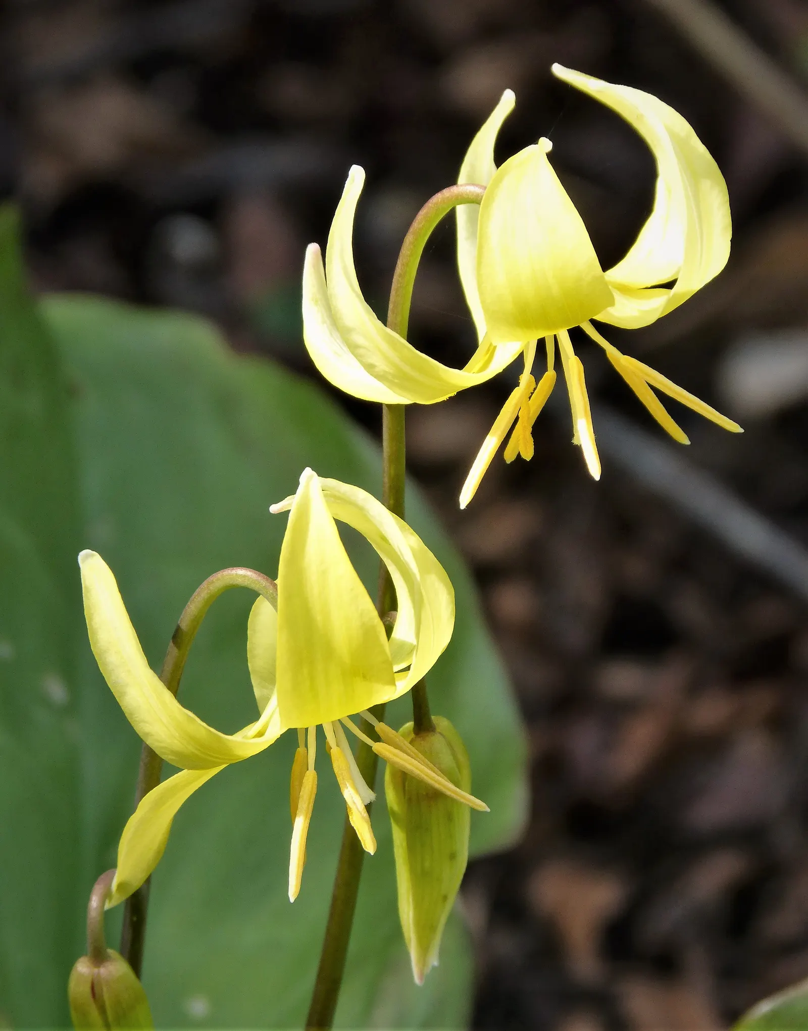 Pagoda Fawn Lily (Erythronium 'Pagoda') — is a captivating perennial that brings an effortless charm to any shade garden